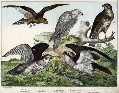 a: Aigle ou busard royal, b: buse, c: faucon pêcheur, d: faucon d