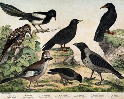Corneille mantelée, Choucas des tours, Geai des chênes, Cassenoix moucheté, Chocard à bec jaune, Chocard à bec rouge - Unknown artist