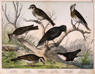 a: Alouette des champs, b: Alouette lulu, c: Cappellaccia, d: Étourneau sansonnet, e: Cincle plongeur, f: Grive musicienne - dans « Histoire naturelle des oiseaux », éd. Hoepli, Milan - Unknown artist