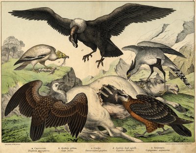 a: Percnoptère (Neophron percnopterus), b: Vautour fauve (Gyps fulvus), c: Condor (Sarcoramphus gryphus), d: Gypaète barbu (Gypaetus barbatus), e: Serpentaire (Gypogeranus serpentarius) - dans « Histoire naturelle des oiseaux », éd. Hoepli, Milan - Unknown artist