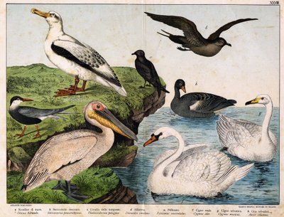 a: Hirondelle de mer (Sterna hirundo), b: Stércoraire moyen (Stercorarius pomarinus), c: Oiseau-tempête (Thalassidroma pelagica), d: Albatros (Diomedea exulans), e: Pélican (Pelecanus onocrotalus), f: Cygne royal (Cygnus olor), g: Cygne sauvage (Cygnus cyg - Unknown artist
