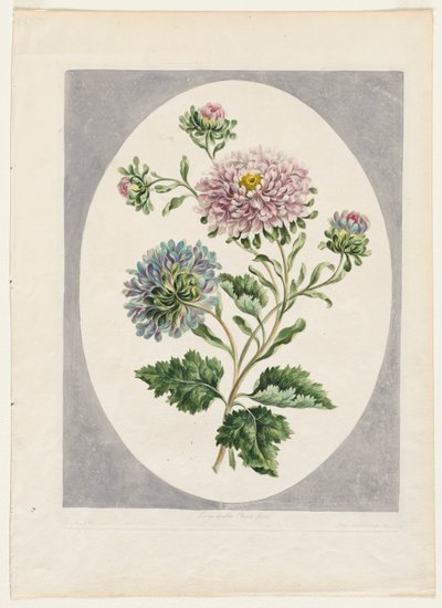 Collection de fleurs dessinées d