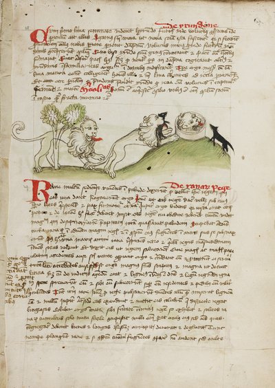 Un lion et un autre lion avec une souris - Unknown artist