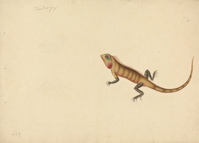 Un lézard avec des croquis d