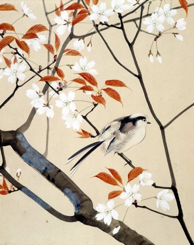 Oiseau et cerisier en fleurs - Dessin japonais par Riou Chim, fin du 19e siècle - Unknown artist