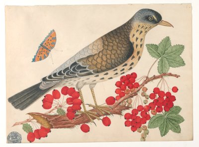 Oiseau brun sur une branche avec des kakis et un papillon - Unknown artist
