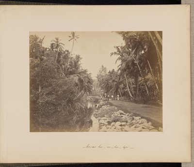 Cacaoyère près de Galle, Ceylan - Unknown artist