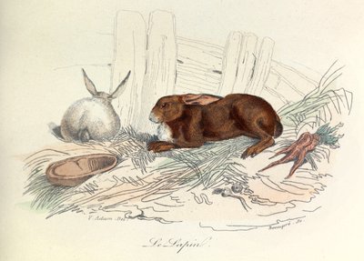 Les "Completes de Buffon" avec la nomenclature de Linné et la classification de Cuvier : Les animaux : Le lapin (gravure) - Unknown artist