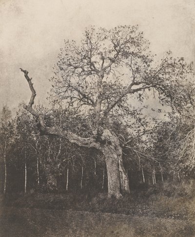 [Arbre tortueux aux feuilles clairsemées] - Unknown artist
