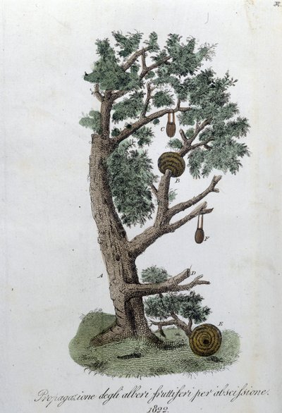 Système de taille pour le développement des arbres fruitiers. Planche tirée de « Giornale dell