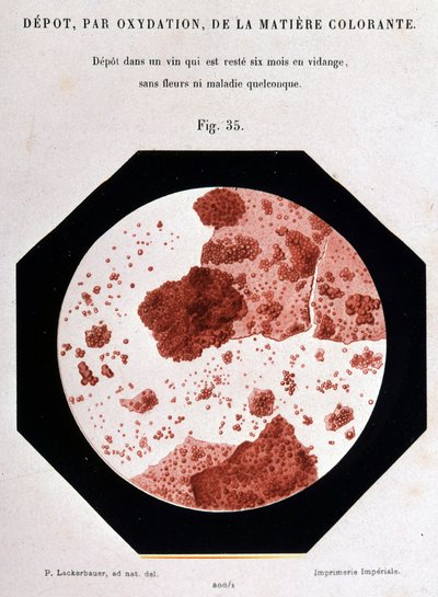 Dépôt, par oxydation, de la matière colorante : dépôt dans une vue qui a été vidée pendant six mois sans fleurs ni maladie. Vue microscopique 400/1. Étude sur le vin 1866 par Pasteur. - Unknown artist