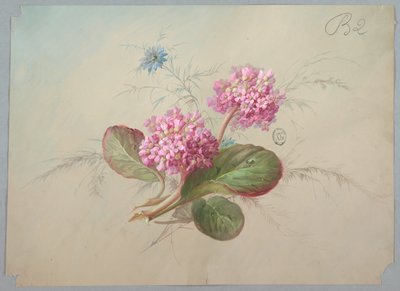 Conception pour papier peint et textile : Fleurs - Unknown artist