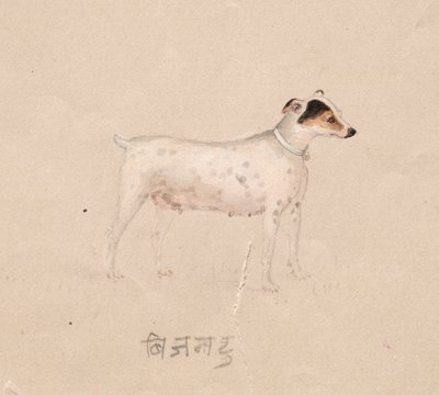 Chien - Unknown artist