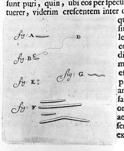 Première représentation de bactéries. Description par le commerçant et scientifique néerlandais Antoine van Leeuwenhoek (1632-1723) après une étude de bactéries dans sa bouche. Gravure de "Arcana Natura Detecta" 1695. - Unknown artist