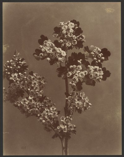 [Étude florale avec plusieurs bouquets de fleurs]. - Unknown artist