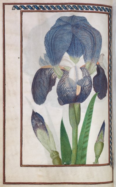 Florilegium : iris bleu et blanc (page 14 verso) - Unknown artist