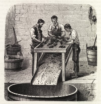 Tri des raisins sur une grille pendant le processus de fabrication du vin de qualité supérieure de Bourgogne. Gravure de la fin du 19ème siècle - Unknown artist
