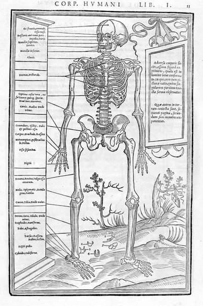 Squelette humain, partie antérieure (De dissectione partium corporis humani) - Unknown artist