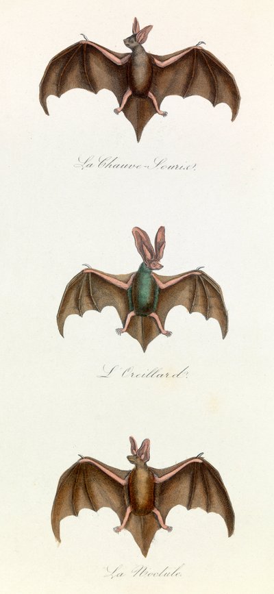 Illustration tirée du livre "Les Œuvres complètes de Buffon" : Les Quadrupèdes : Chauve-souris souris (gravure) - Unknown artist