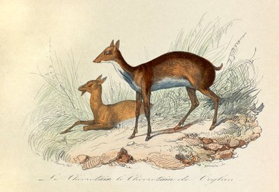 Illustration tirée du livre "Les Œuvres complètes de Buffon" : Les Quadrupèdes : Le chevrotain et le chevritain de Ceylan (gravure) - Unknown artist