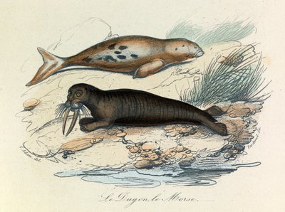 Illustration tirée du livre "Les Œuvres complètes de Buffon" : Les Quadrupèdes : Le dugon et le morse (gravure) - Unknown artist