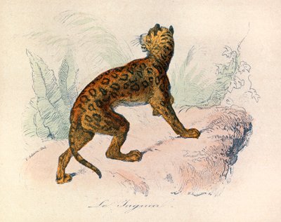 Illustration tirée du livre "Les Œuvres complètes de Buffon" : Les Quadrupèdes : Le jaguar (gravure) - Unknown artist