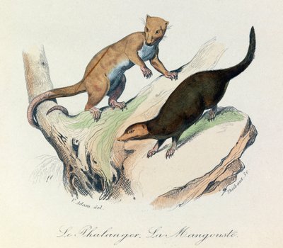 Illustration tirée du livre "Les Œuvres complètes de Buffon" : Les Quadrupèdes : Le phalanger et la mangouste (gravure) - Unknown artist