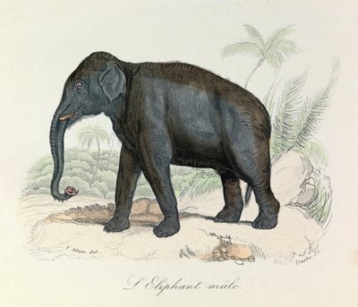 Illustration tirée du livre "Les Œuvres complètes de Buffon" : Les Quadrupèdes : L