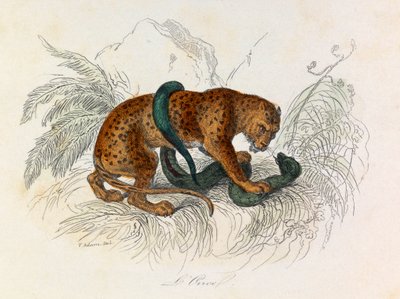 Illustration tirée du livre "Les Œuvres complètes de Buffon" : Les Quadrupèdes : L
