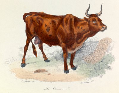 Illustration tirée du livre "Les Œuvres complètes de Buffon" : Les animaux : Le taureau (gravure) - Unknown artist