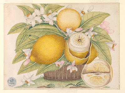 Citrons et fleurs de citronnier dans un panier - Unknown artist