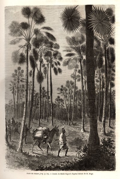 La caravane du Lieutenant Mage progresse vers le Niger et traverse une forêt de palmiers géants dans la province de Damfa, Mali. Gravure pour illustrer le voyage au Soudan occidental du Lieutenant (Marine) M. Mage, en 1863-1866, publié dans « Le tour du mo - Unknown artist