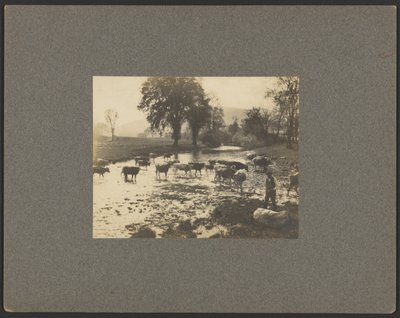 [Homme avec des vaches dans un ruisseau] - Unknown artist