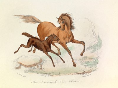 Jument Normande et poulain classés et nommés selon la nomenclature de Linné et Cuvier (gravure) - Unknown artist