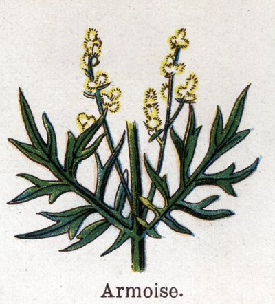 Plantes botaniques médicinales et alimentaires : armoise. Gravure dans "La médication naturelle" de Friedrich Eduard Bilz (1842-1922) - Unknown artist