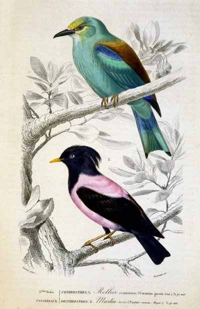 Histoire naturelle : Oiseaux : Rollier commun et martin rose - dans « Œuvres de Buffon, T.5, éd. Fume Jouvet & Cie - Unknown artist