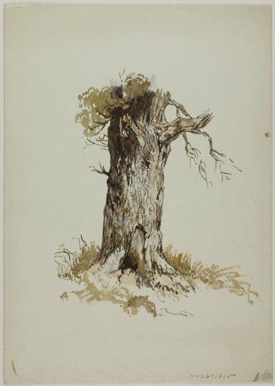 Vieux tronc d
