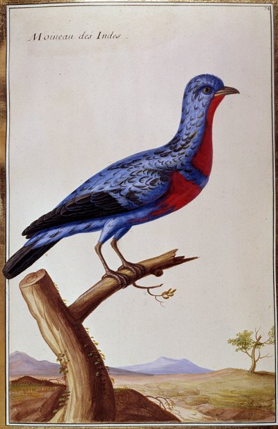 Ornithologie : un moineau des Indes (plaque du 18ème siècle) - Unknown artist