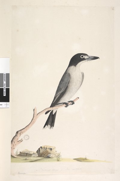 Page 10. Vanga. au centre inférieur dans une autre main Taille naturelle, iris douteux Butcher gris, Oiseau Cracticus torquatis mâle, 1791-92 - Unknown artist