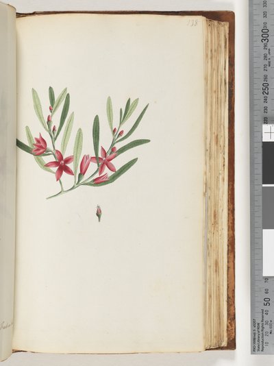 Page 138. Plante à fleurs et insecte non nommés - Unknown artist