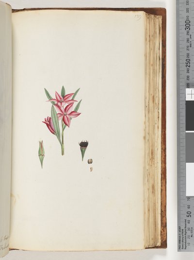 Page 139. Plante à fleurs sans nom - Unknown artist