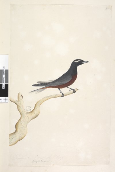 Page 13. Ocypterus. au-dessus du titre dans une autre main Décembre. Taille naturelle Hirondelle à sourcils blancs Artamus superciliosus, mâle, 1791-92 - Unknown artist