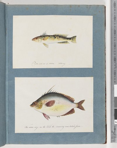 Page 13. Poisson non identifié. 14. Poisson non identifié - Unknown artist