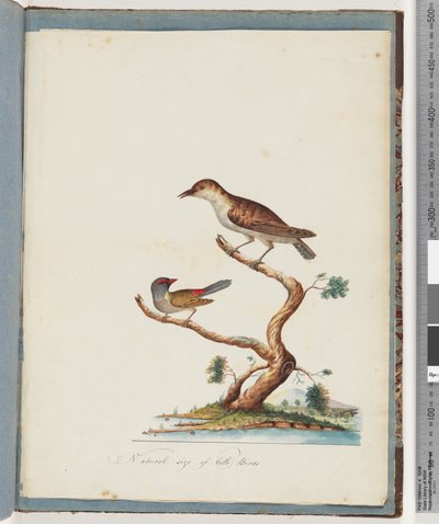 Page 140. 1. Oiseau non identifié. 2. Diamant à sourcils rouges - Unknown artist