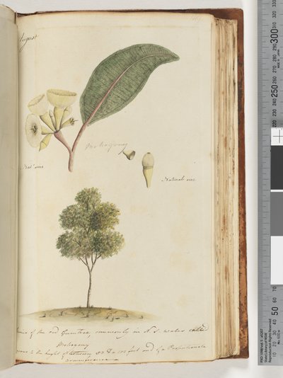 Page 149. Taille naturelle, une espèce de l