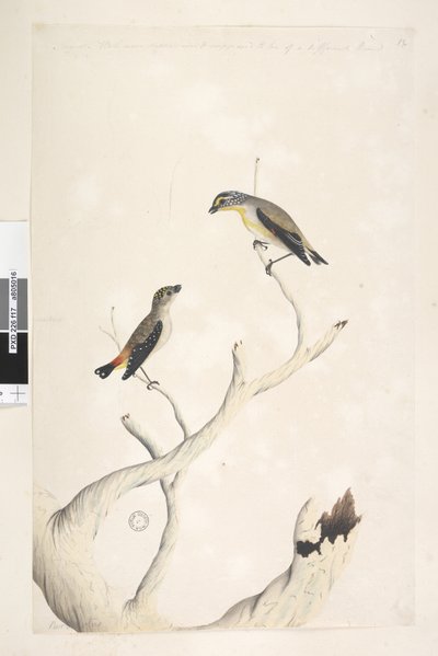 Page 17. Pardalotus. le long du bord supérieur dans une autre main août. Tous dessinés à taille réelle. ajouté dans une troisième main et supposé être d