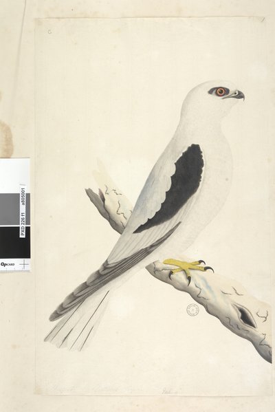 Page 1. Faucon, aperçu en août. Taille naturelle. Milan à épaulettes noires Elanus axillaris Elanus notatus, 1791-92 - Unknown artist