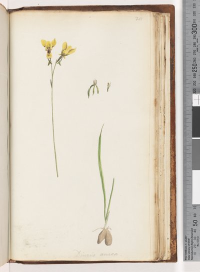 Page 211. Forme de Diuris aurea / Orchidée âne doré - Unknown artist
