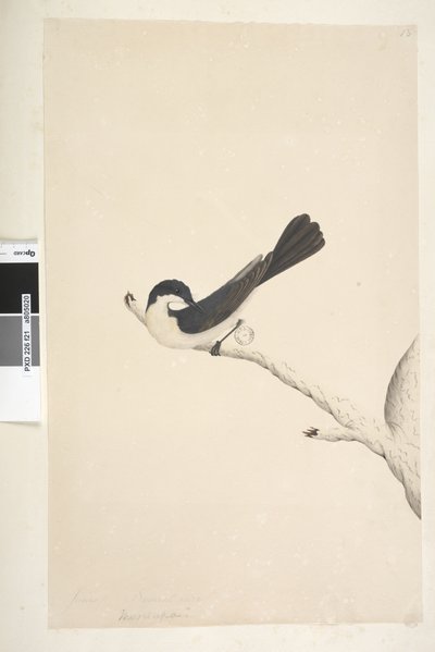 Page 21. Musciopa. Taille naturelle Moucherolle inquiet Myiagra inquieta Seisura inquieta, 1791-92 - Unknown artist