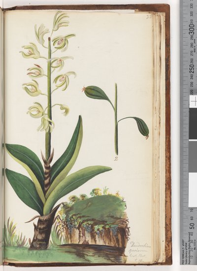Page 225. Dendrobium speciosum Exot. Bot. t. 10 - Unknown artist